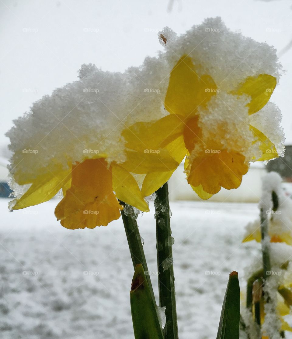 Frozen daffodil flower
