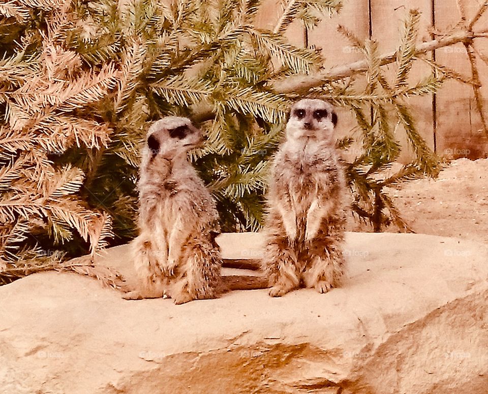 Two meerkats at the now closed Tropical Wings Zoo near South Woodham Ferrers in Essex. One looks accusingly at the other, whose expression suggests he’s done something mischievous!