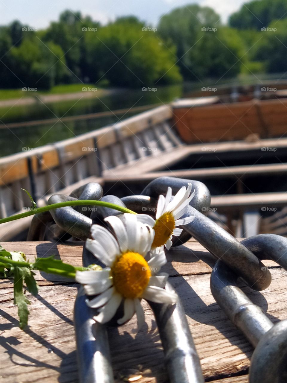 Daisies are on the bow of an old wooden boat and lie on a metal chain to which the boat is attached