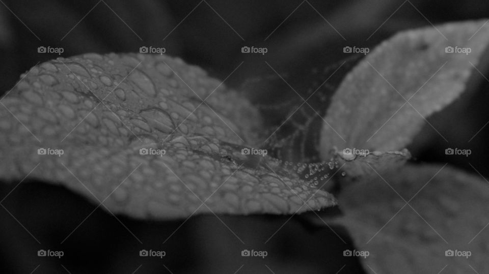 spiderweb on wet leaves