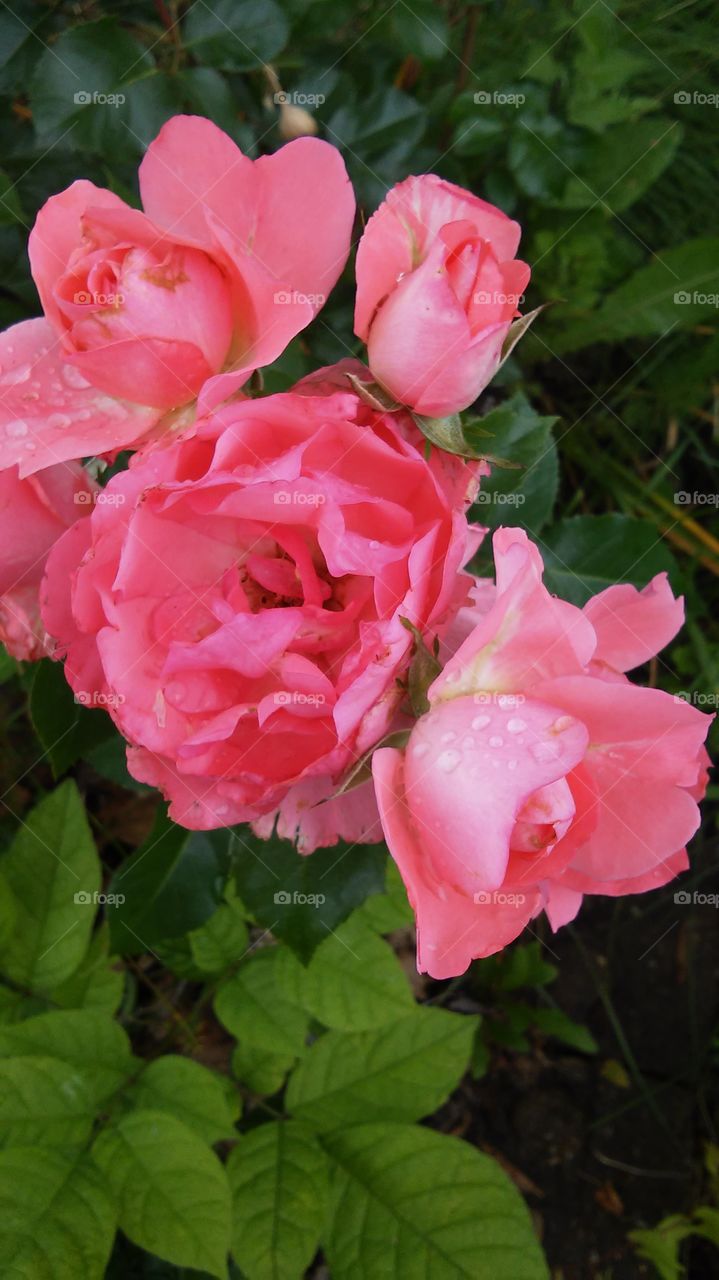 Pink Roses Close Up