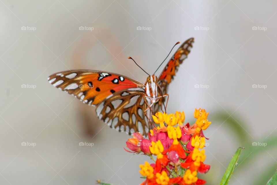 Butterfly on flower