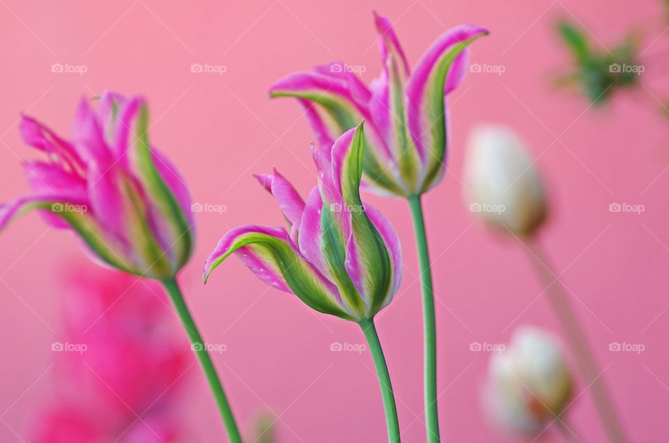 Close-up of pink flower