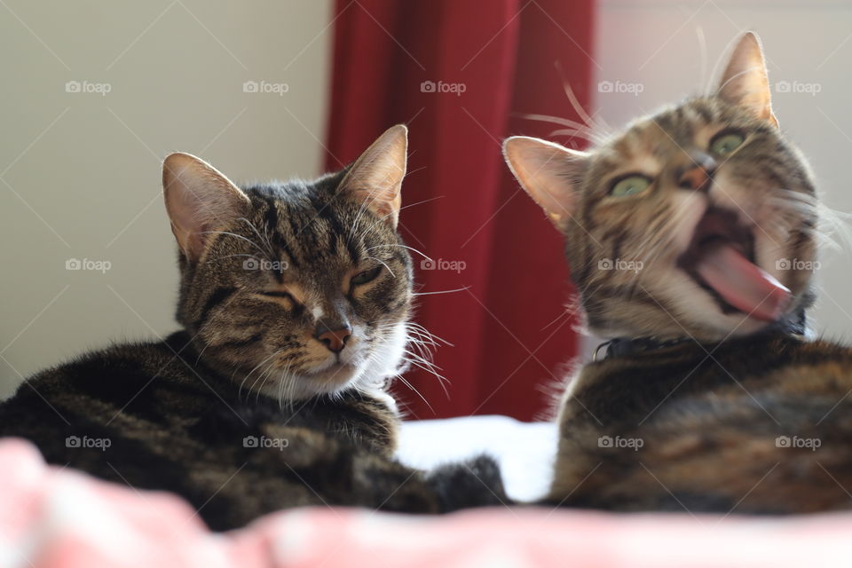 slightly imperfect cat