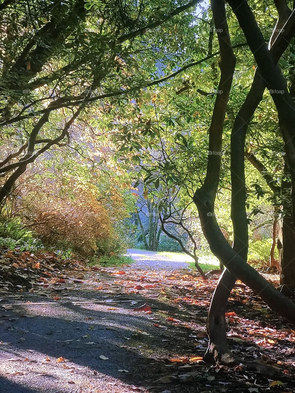 Washington Park Trees