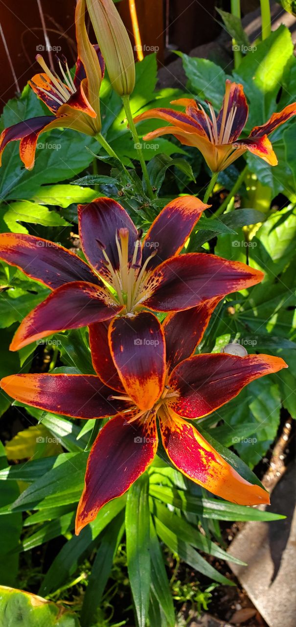Exotic lillies