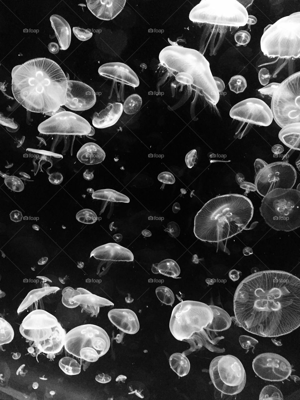 Jelly Jubilee. Mesmerizing jellyfish at the National Aquarium in Baltimore, MD