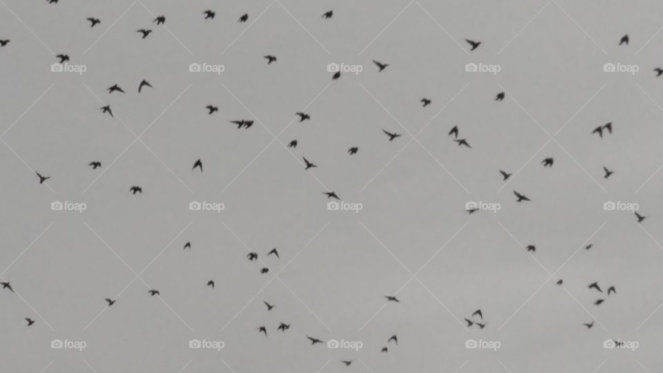 group of birds high in the sky