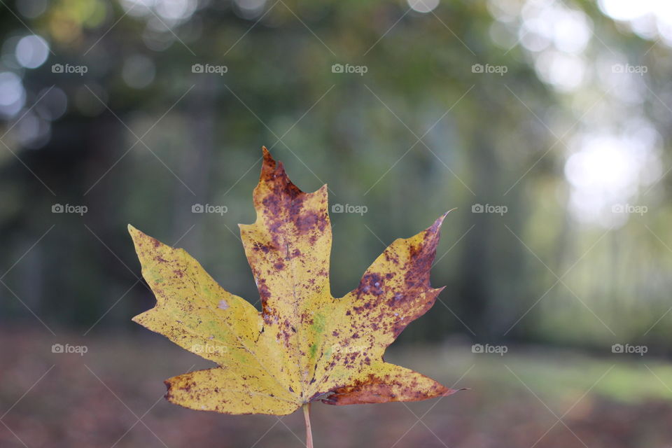 Yellow Leaf 