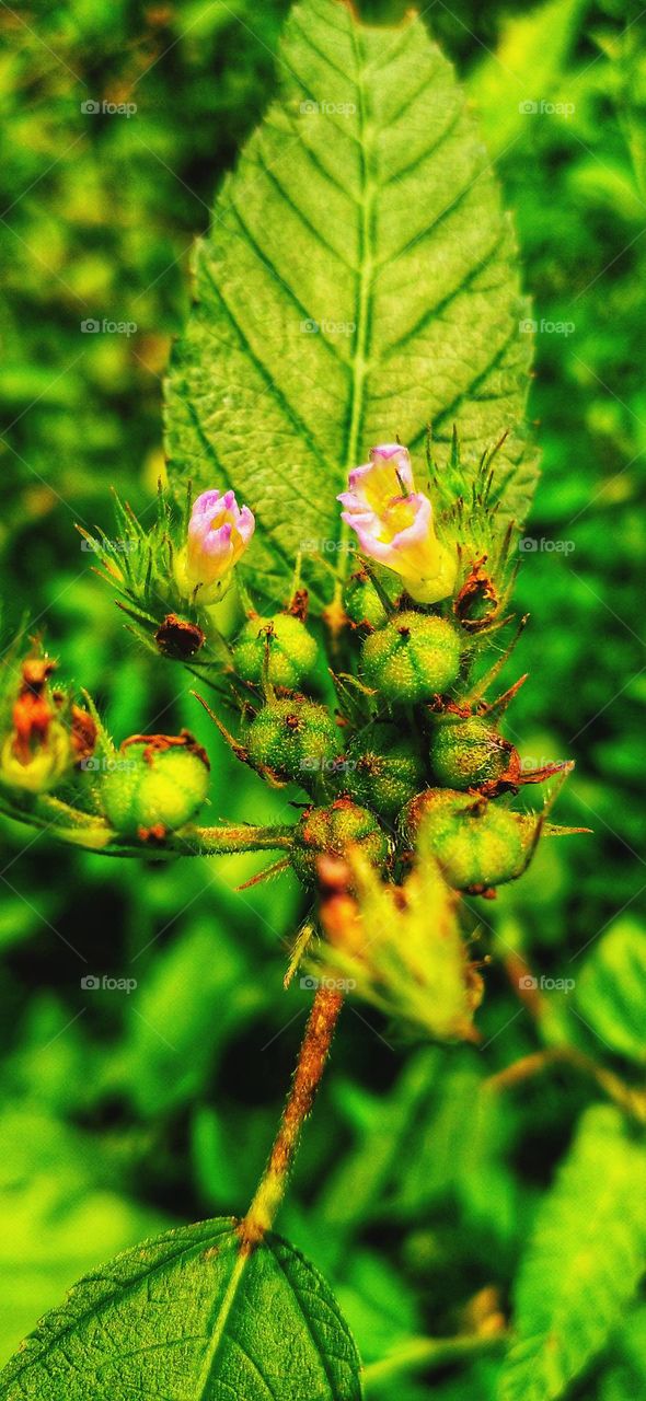 Get rid of the beautiful wild growing in the yard