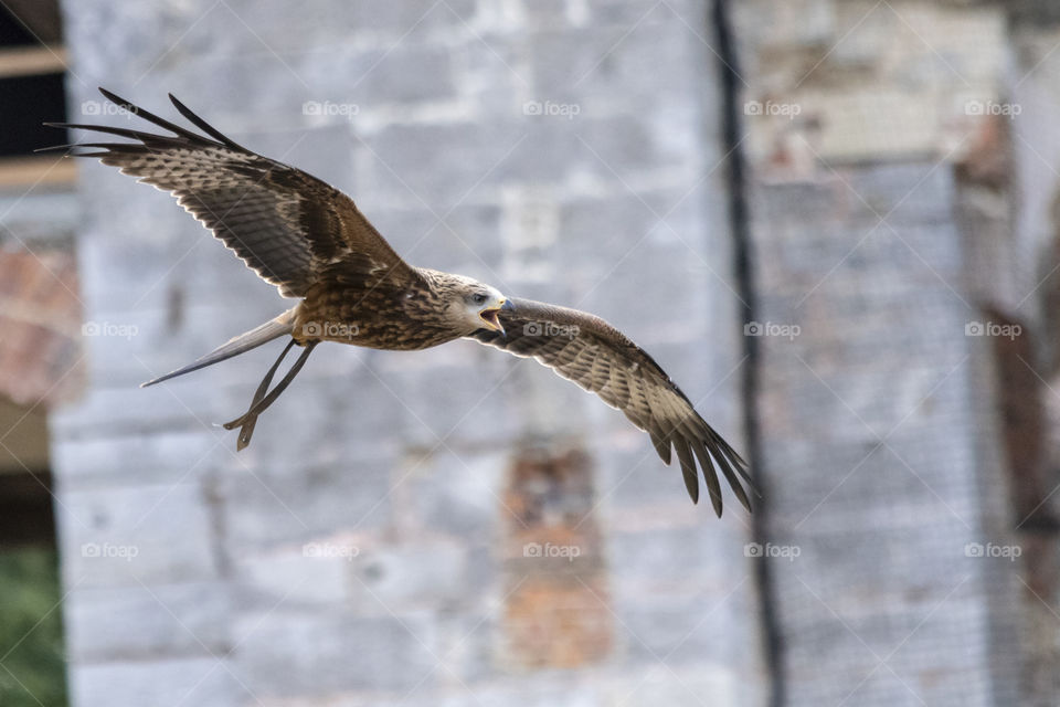 A portrait of a flying and screeching buzzard. The bird of prey is flying in a show at a zoo from owner to owner.