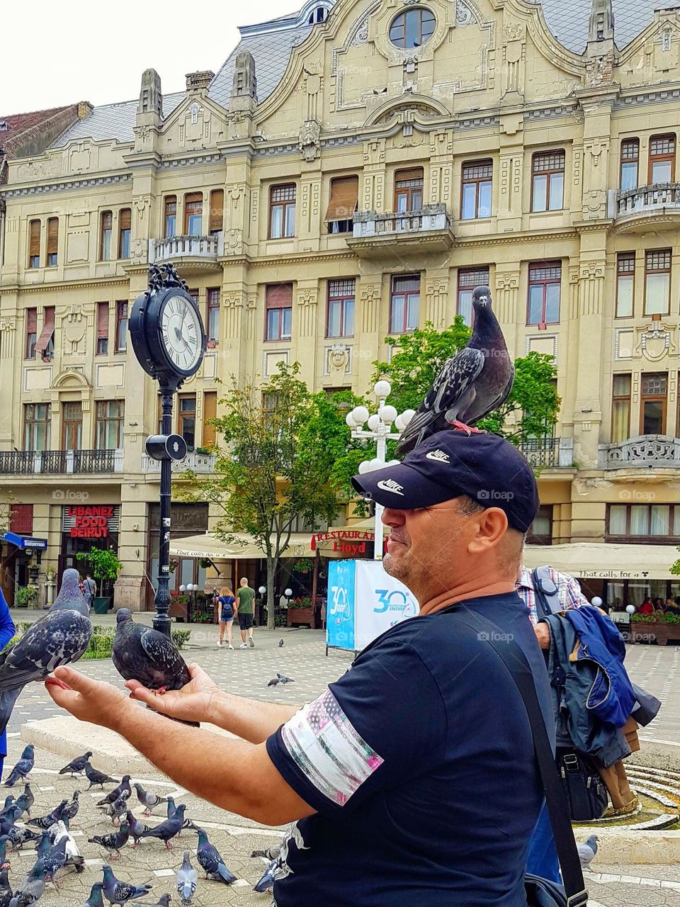 pigeons from the center of the city of Timisoara