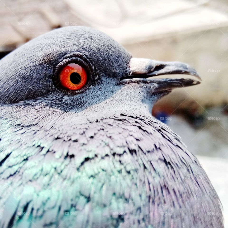 scared pigeon close up