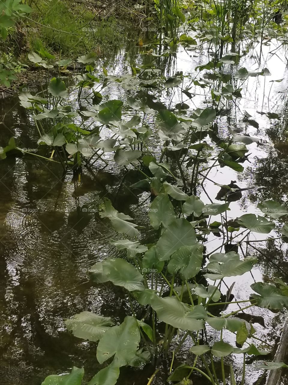 river Lily pads