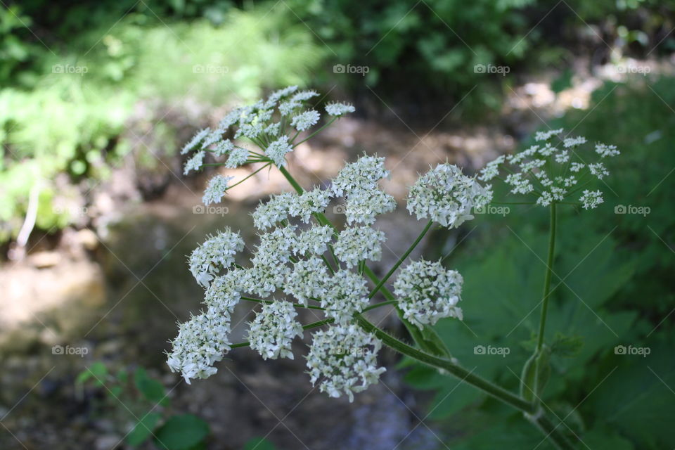 Wildflowers