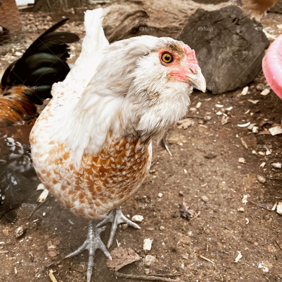 Easter Egger pullet