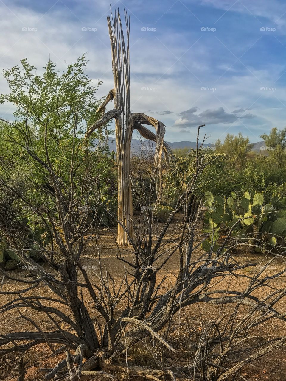 Desert Landscape 