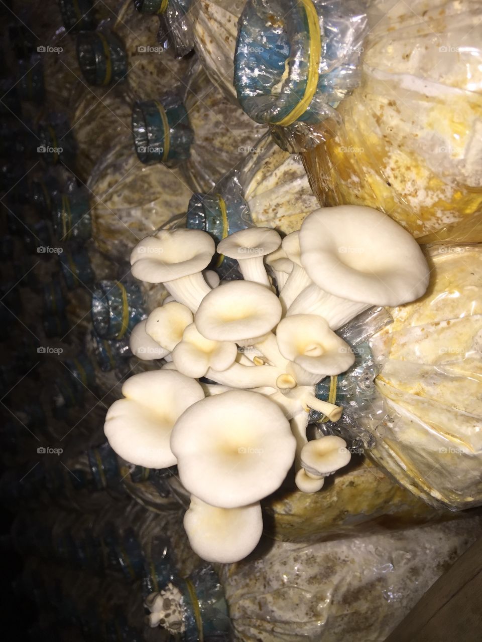 Mushroom 🍄 