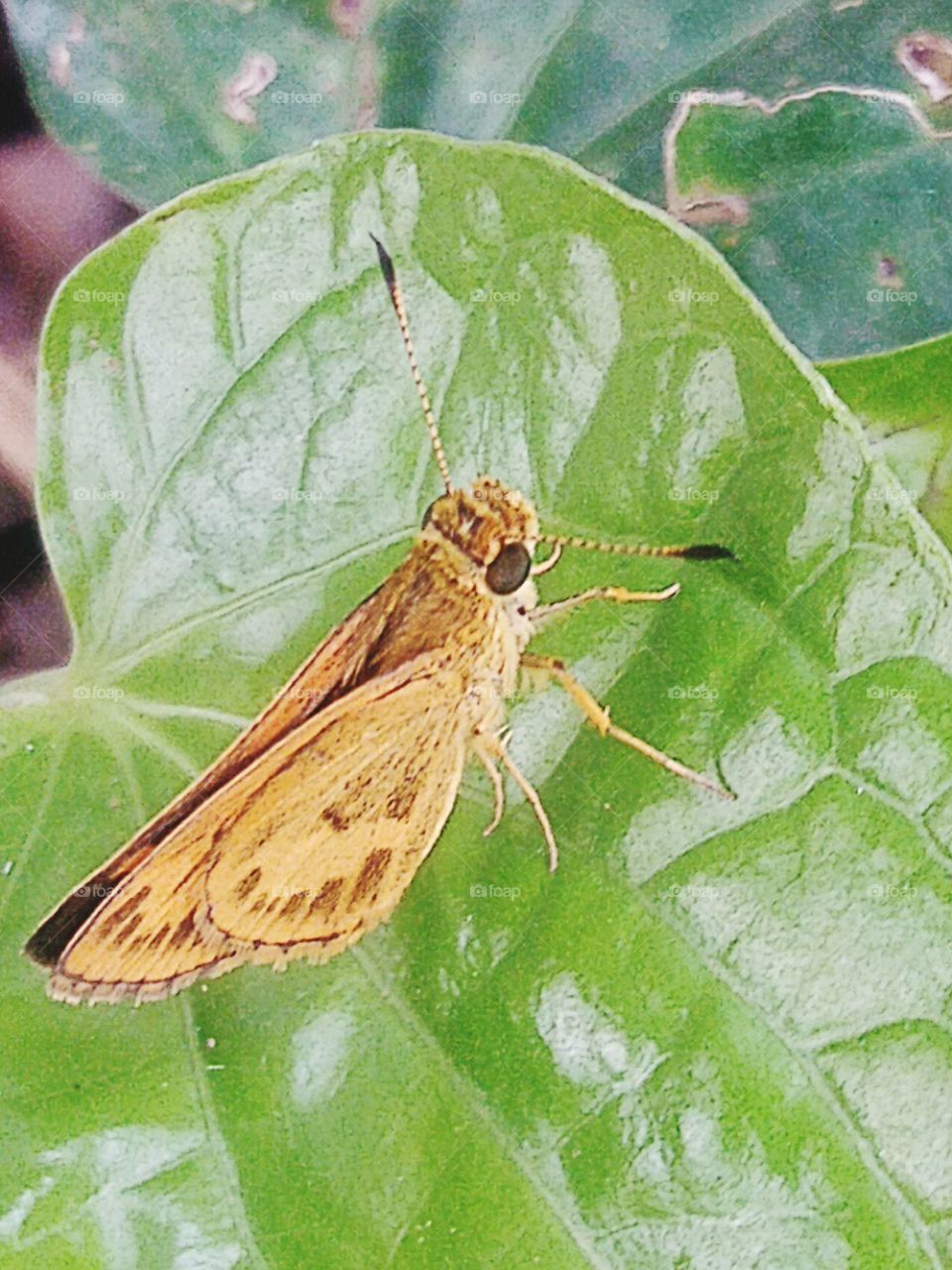 A small butterfly perched on a leaf