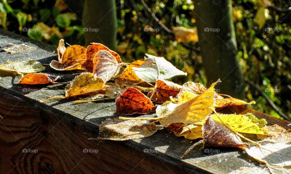 colorful autumn leafs on a wooden railing