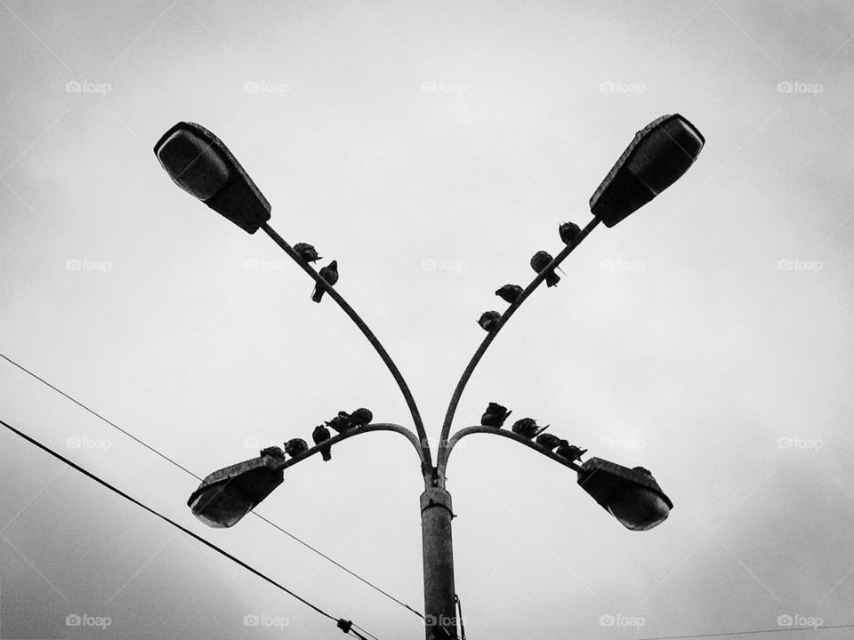 Rows of pigeons on street lamps with a grey sky on the background