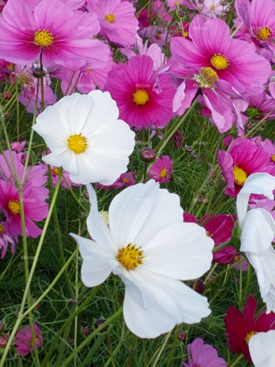 welcome Spring 2015 . driving home to see my beautiful wife she can't have real flowers because of allergies so I picked her this bouquet on the camera