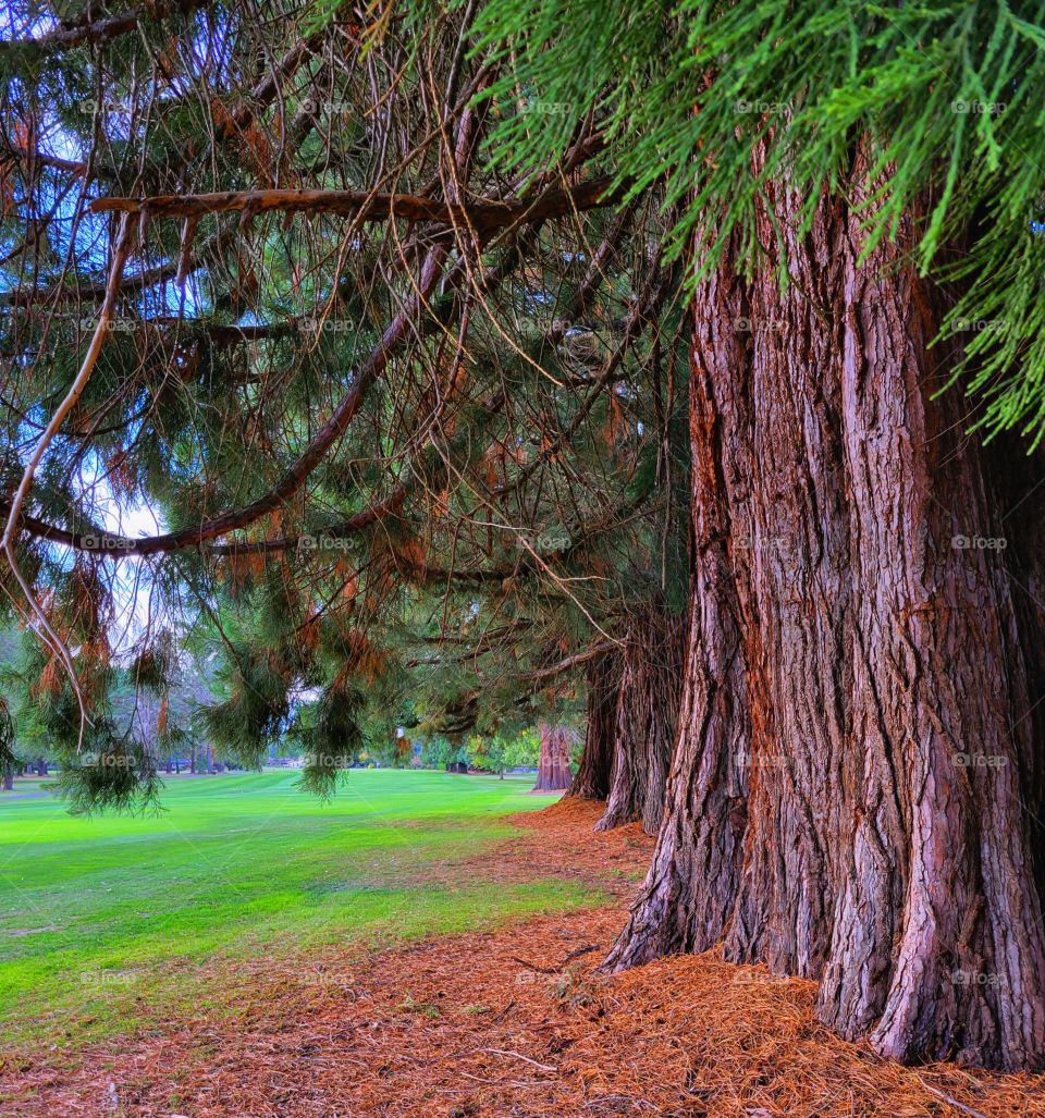 a walk in the Sequoia