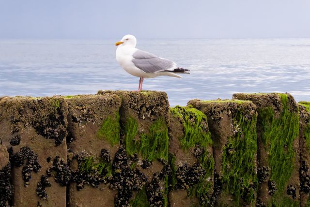 Seagull at the Beach 