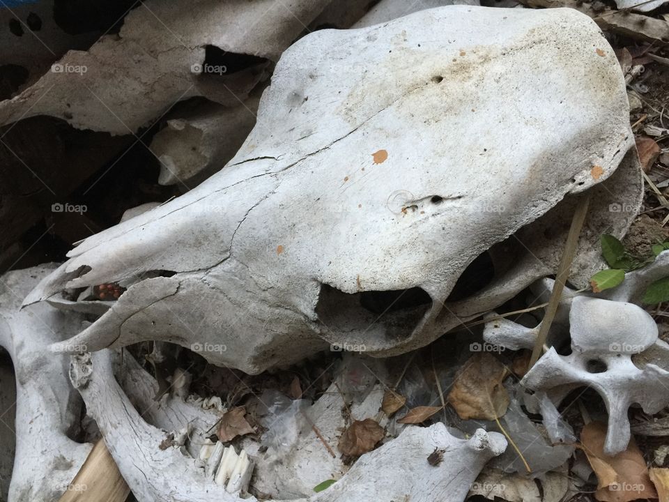 Decomposing cow skull