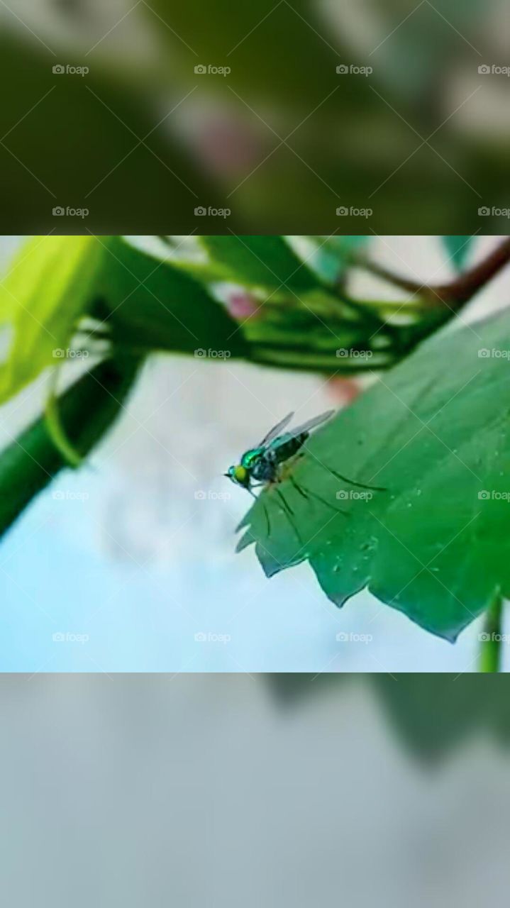 mosquito 🦟  ( insect ) nature