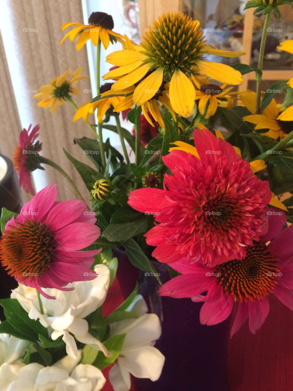 Flower, No Person, Nature, Flora, Garden