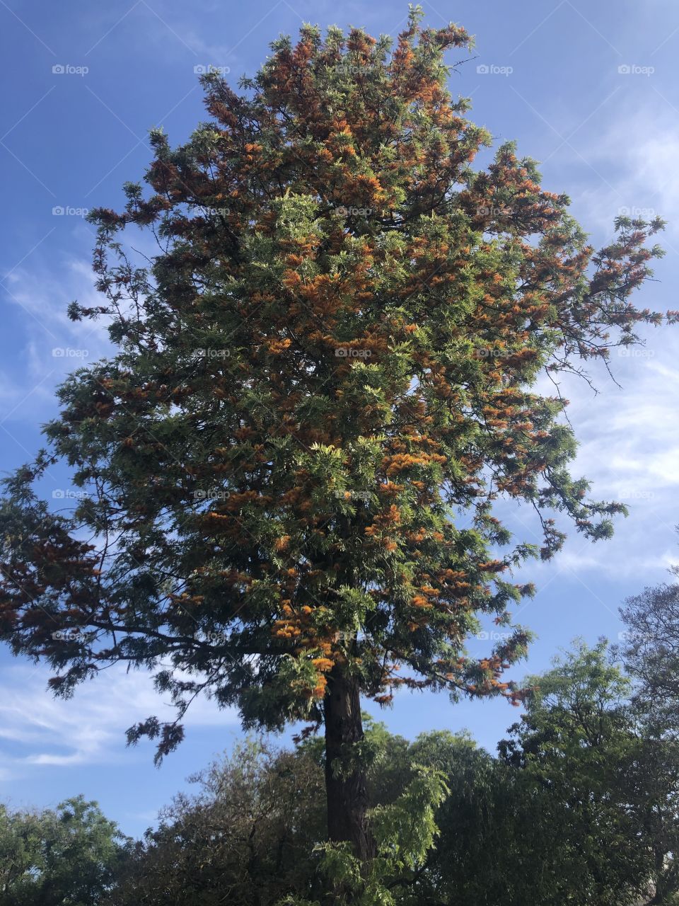 Big tree in Portugal