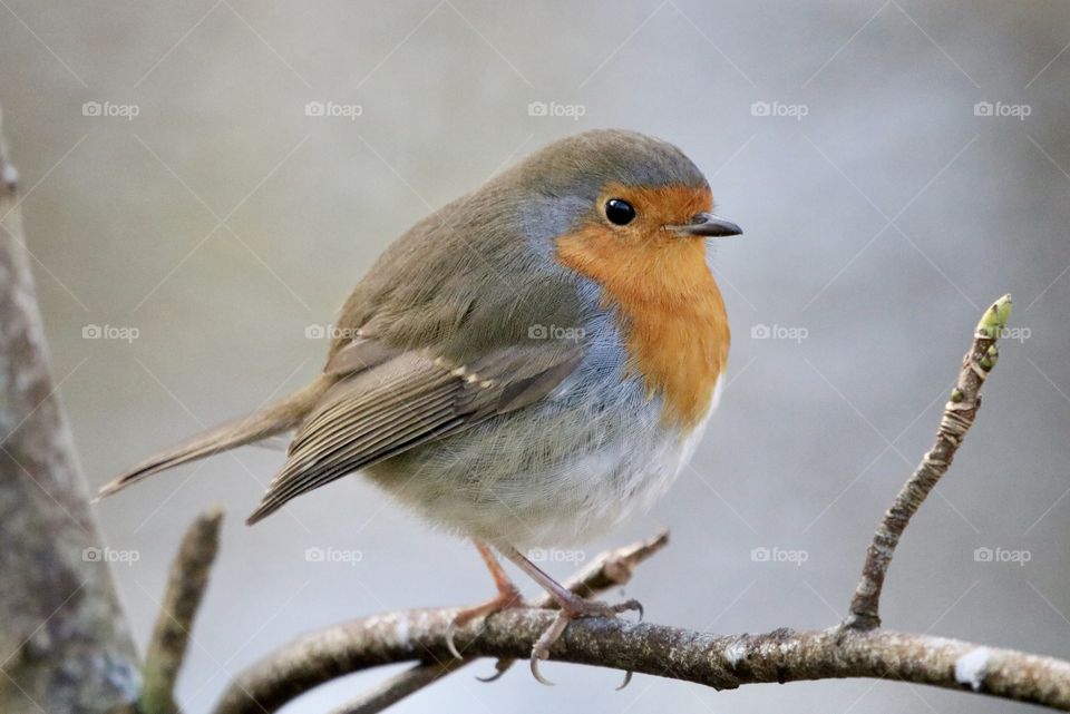 Robin on The branch 