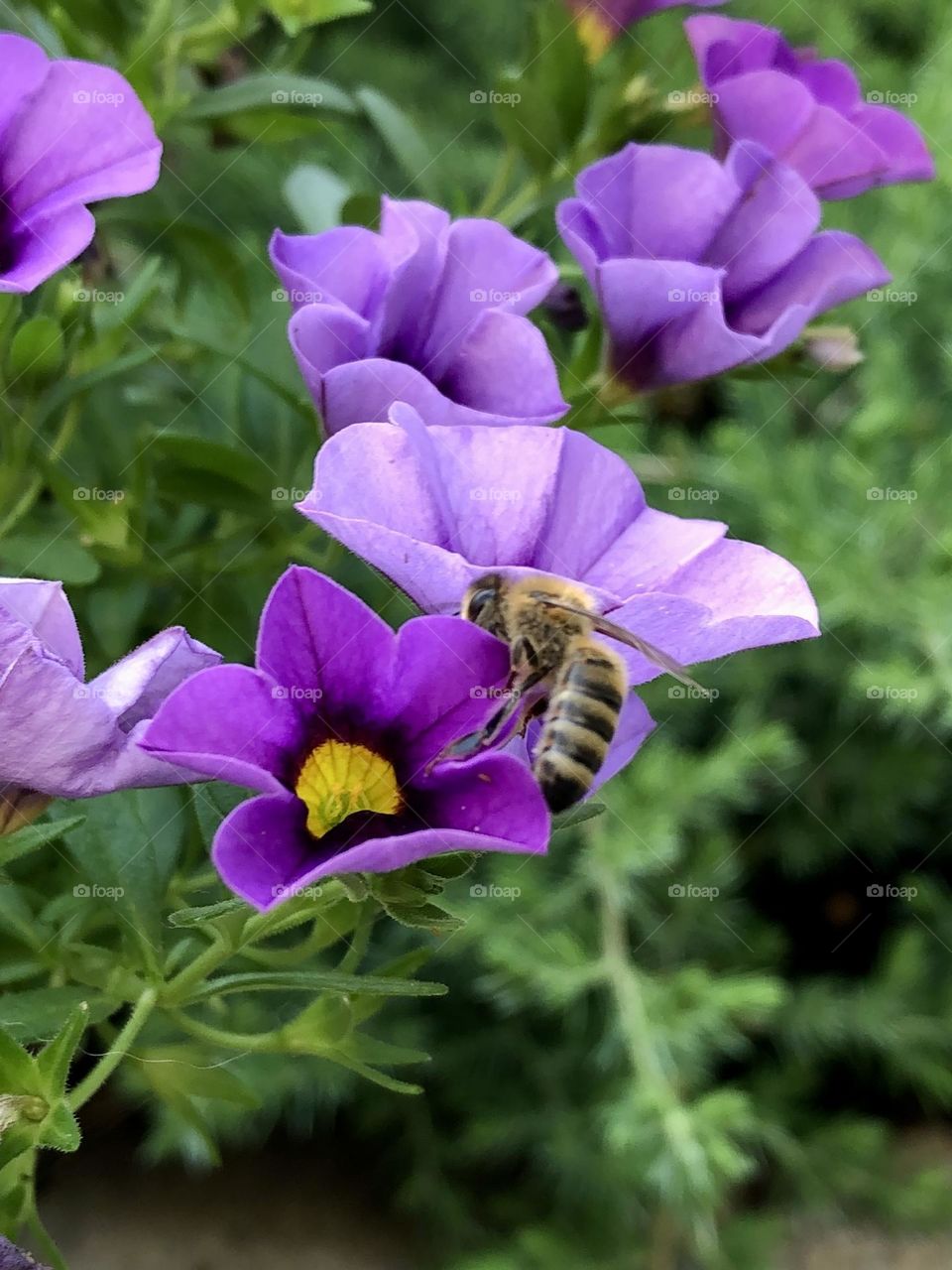 Honey bee pollination pretty purple petunia flower flowers petunias nature summer backyard glimmers small moments of happiness gardening patio plants neighborhood landscaping leaves foliage petals bloom close up honeybee