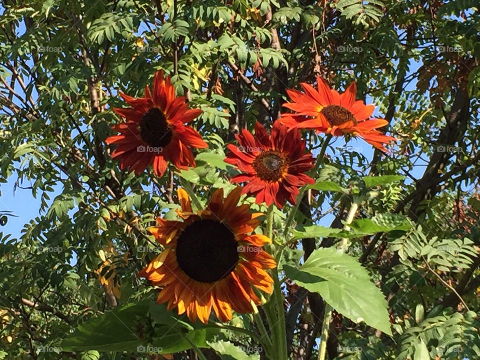 Sunflowers