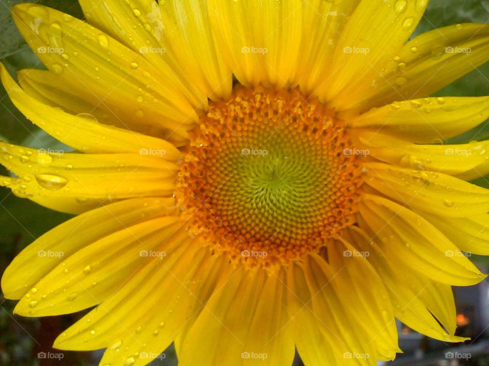 yellow orange rain sunflower by jmh