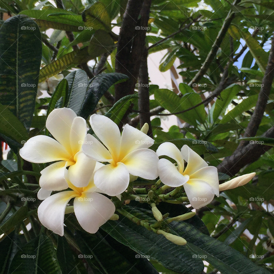 "Singapore White" frangipani