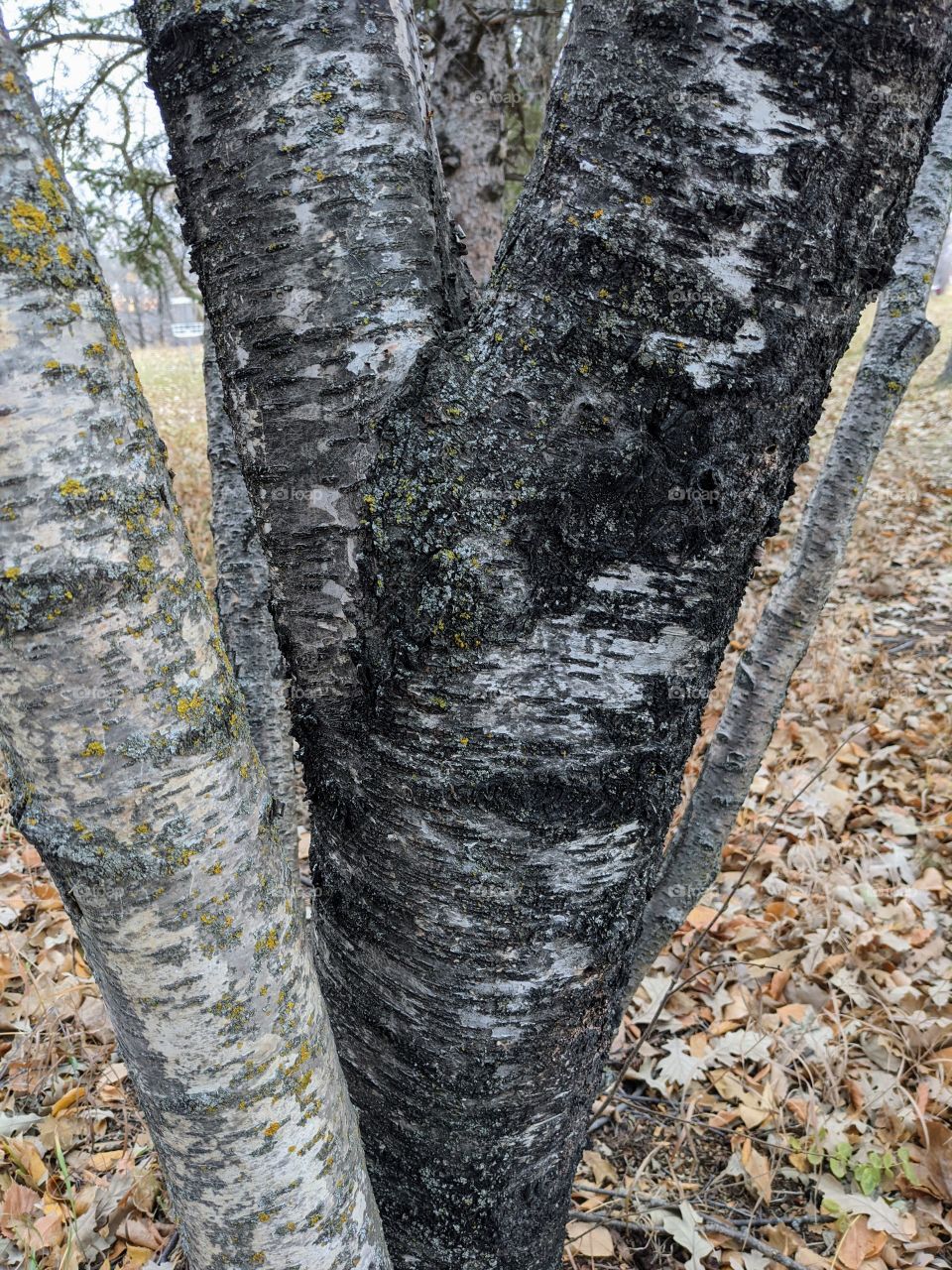 White Birch Tree