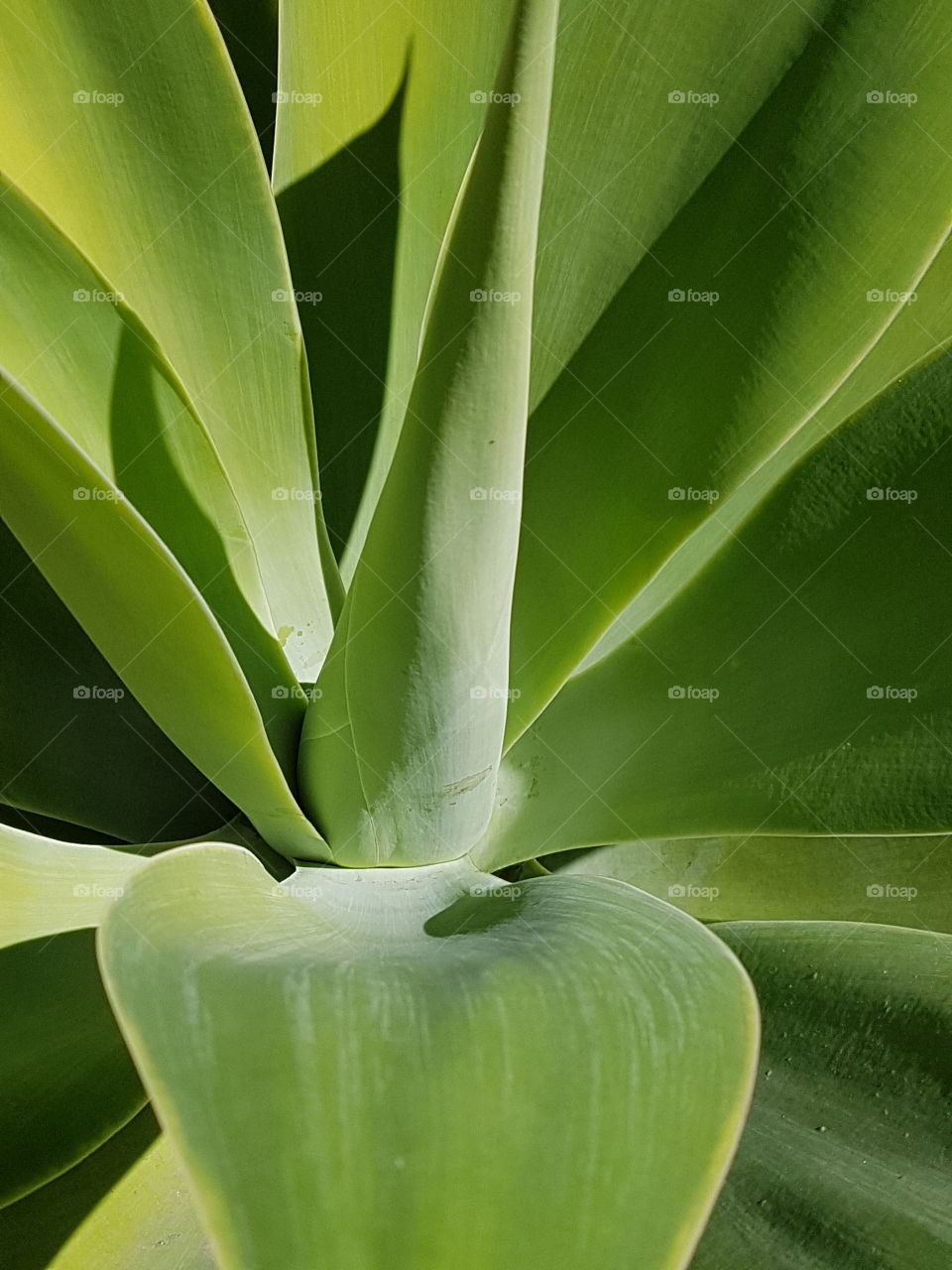 green agave
