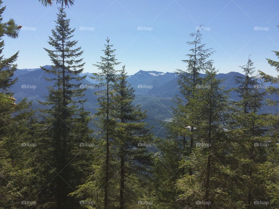 Trees and mountains 