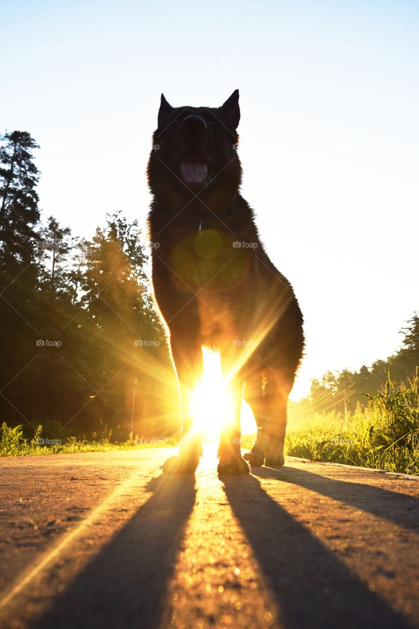 Morning sunny shepherd dog