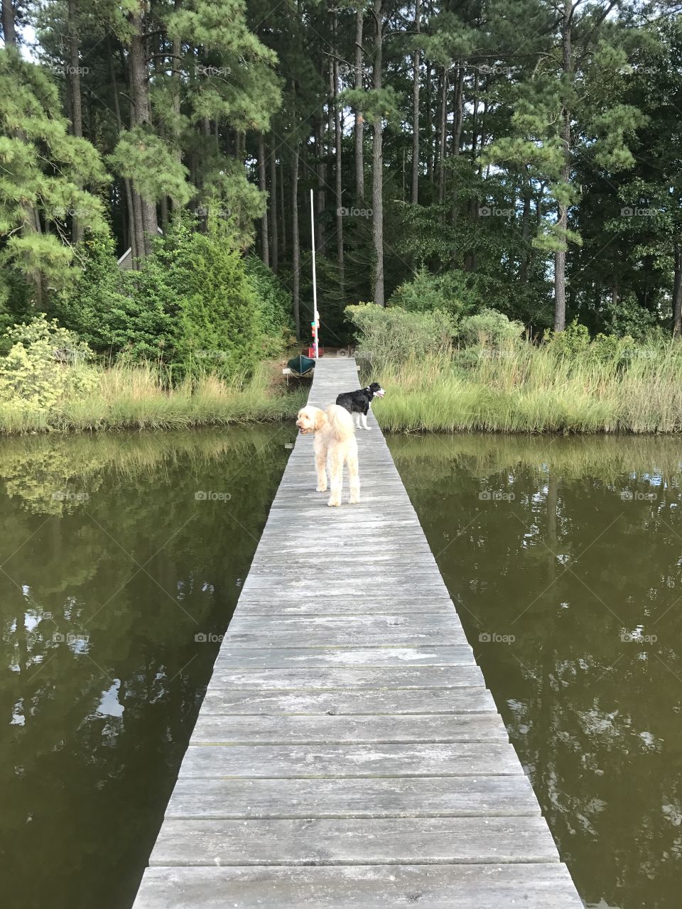 Dogs on the dock