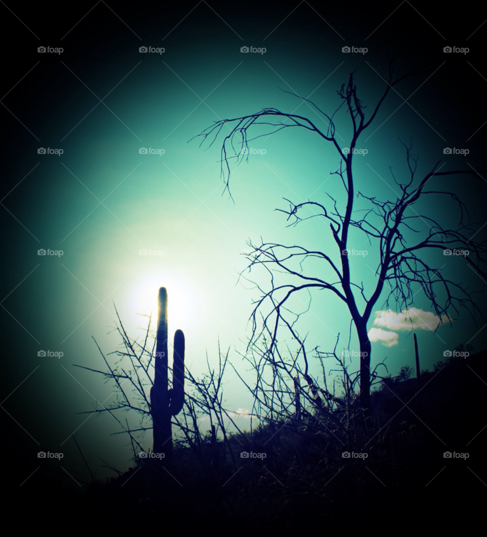 tree sun hill cactus by stevehardley7