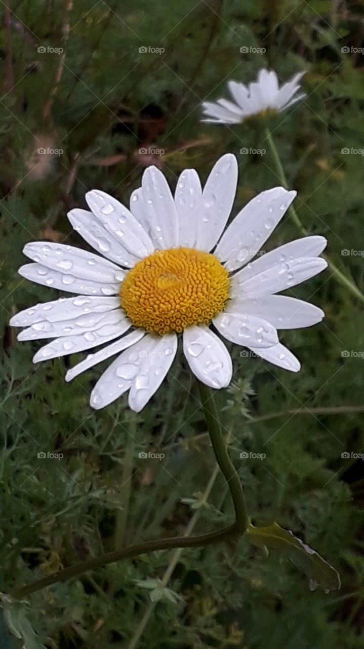 raindrops on the daisy