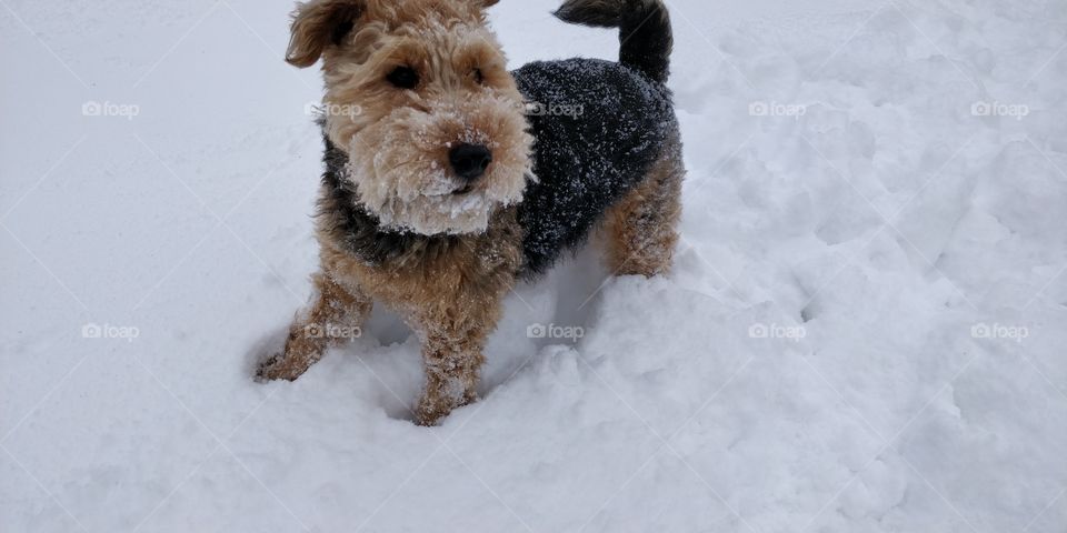 snowdog