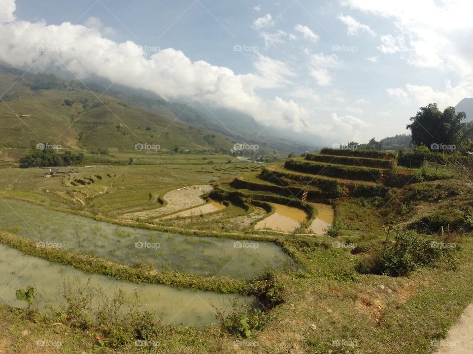 Rice Fields in Sapa, Vietnam