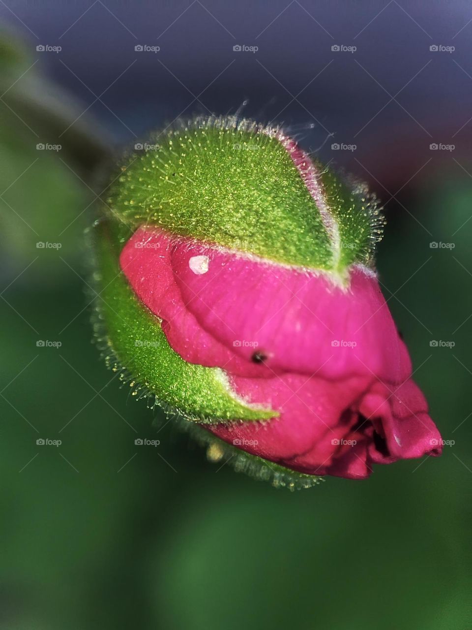 Macro photo of a flower growing in the garden