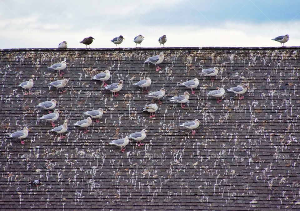 Gulls on the roof