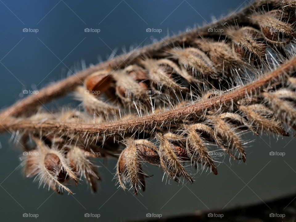 withered plant on the meadow