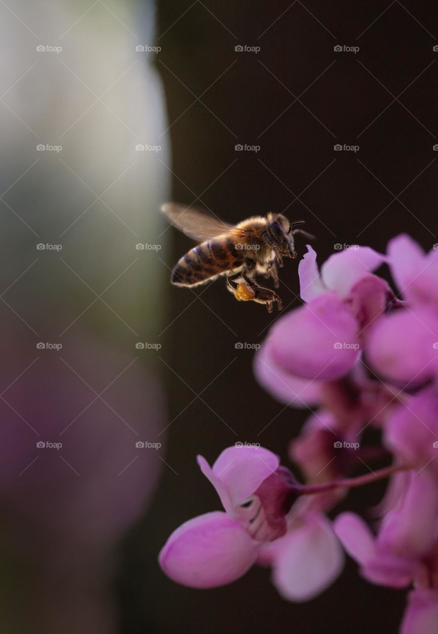 Buzzing bee carrying pollen bags 